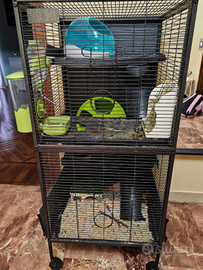 Gabbia con accessori e Degu del Cile