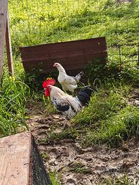Coppia gallo e gallina nani