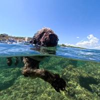 Maschio di lagotto romagnolo per accoppiamento