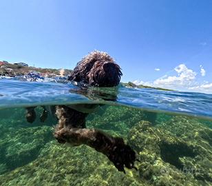 Maschio di lagotto romagnolo per accoppiamento