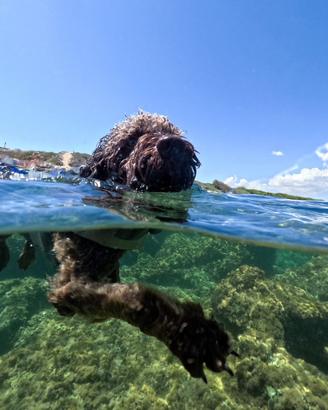 Maschio di lagotto romagnolo per accoppiamento
