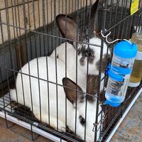 Coppia coniglio papillon gigante