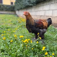 Brahma perniciato oro