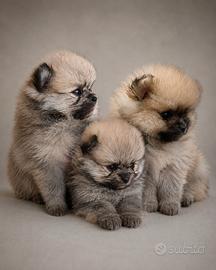 Pomerania (spitz nano)