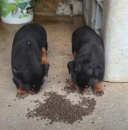 Rottweiler cucciole