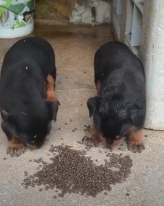 Rottweiler cucciole