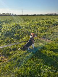 Cucciolo di Beagle tricolore