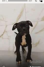 Cuccioli bully xl