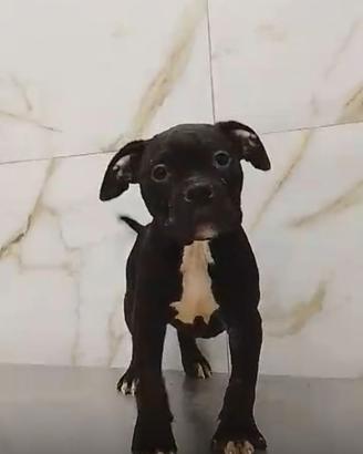 Cuccioli bully xl