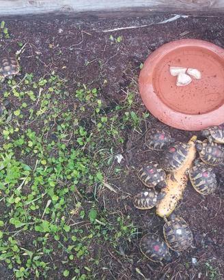 Tartaruga di terra testudo hermanni