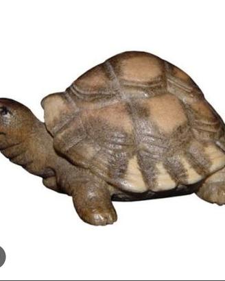 tartarughe