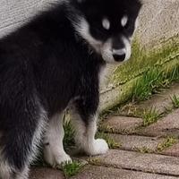 Cuccioli Siberian Husky