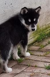 Cuccioli Siberian Husky
