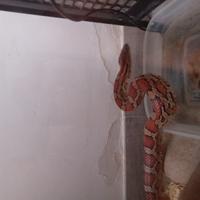 Serpente Elaphe