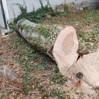 Tronco di abete greco diametro cm50 lunghezza 2mt