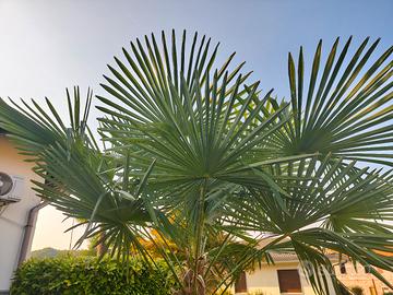 palma da giardino 