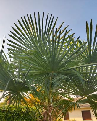 palma da giardino 