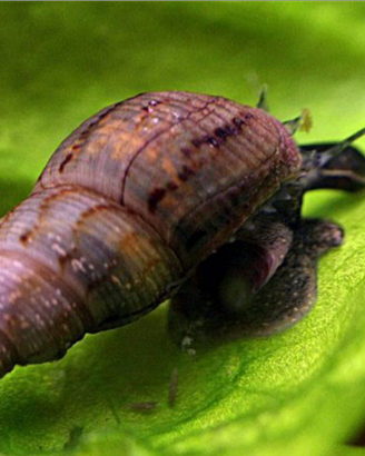 Melanoides tuberculata