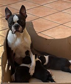 Boston terrier