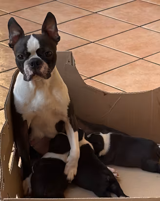 Boston terrier