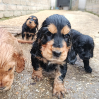 Cocker spaniel inglese pedigree PET TERAPY focato