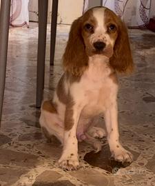 cucciolo di cocker