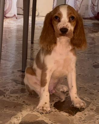 cucciolo di cocker