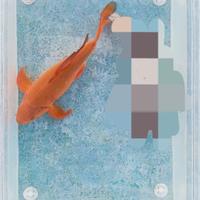 Carpa koi - chagoi butterfly - 32 cm circa