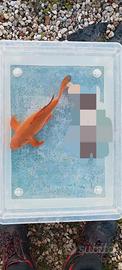 Carpa koi - chagoi butterfly - 32 cm circa