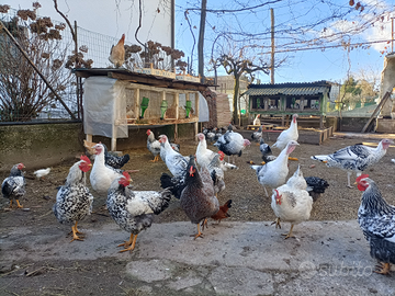 Galli/galline RobustaMaculata-Tacchini Crollwitzer