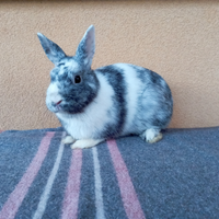 Coniglietti nani cuccioli