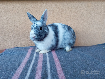 Coniglietti nani cuccioli