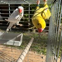 Coppia parrocchetti 2025