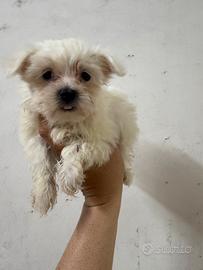 Maltese