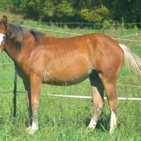 Quarter Horse Spooks gotta Limex Gonnatrashya