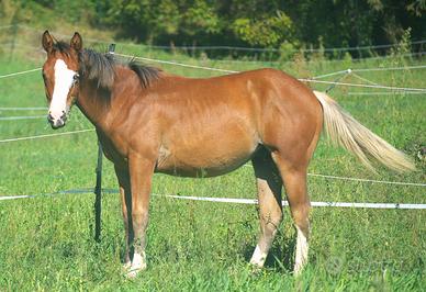 Quarter Horse Spooks gotta Limex Gonnatrashya