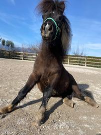 Pony da compagnia