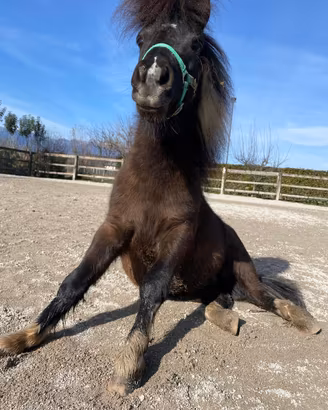 Pony da compagnia