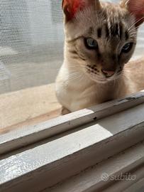 Gatto bengala maschio disponib.per accoppiamento