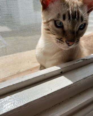Gatto bengala maschio disponib.per accoppiamento