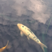 Carpa koi bekko 40cm