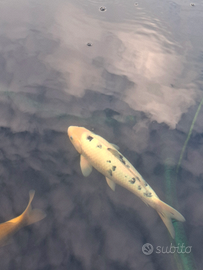 Carpa koi bekko 40cm