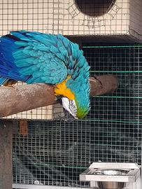 Ara ararauna maschio