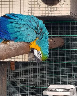 Ara ararauna maschio