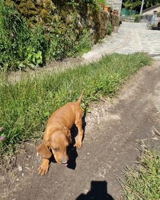 Cuccioli di segugio dell'Appennino