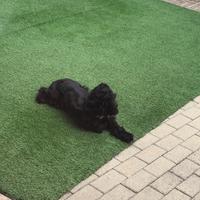 Cane femmina coker spanisch