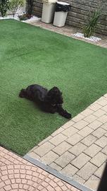 Cane femmina coker spanisch