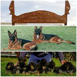 Cuccioli di pastore tedesco