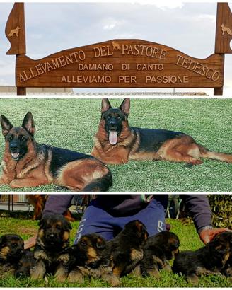 Cuccioli di pastore tedesco