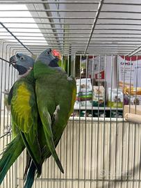 Coppia parrocchetti derbiana